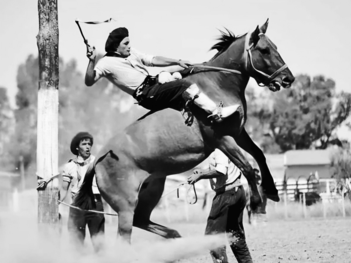 Lo que deja la condena por maltratar a un caballo