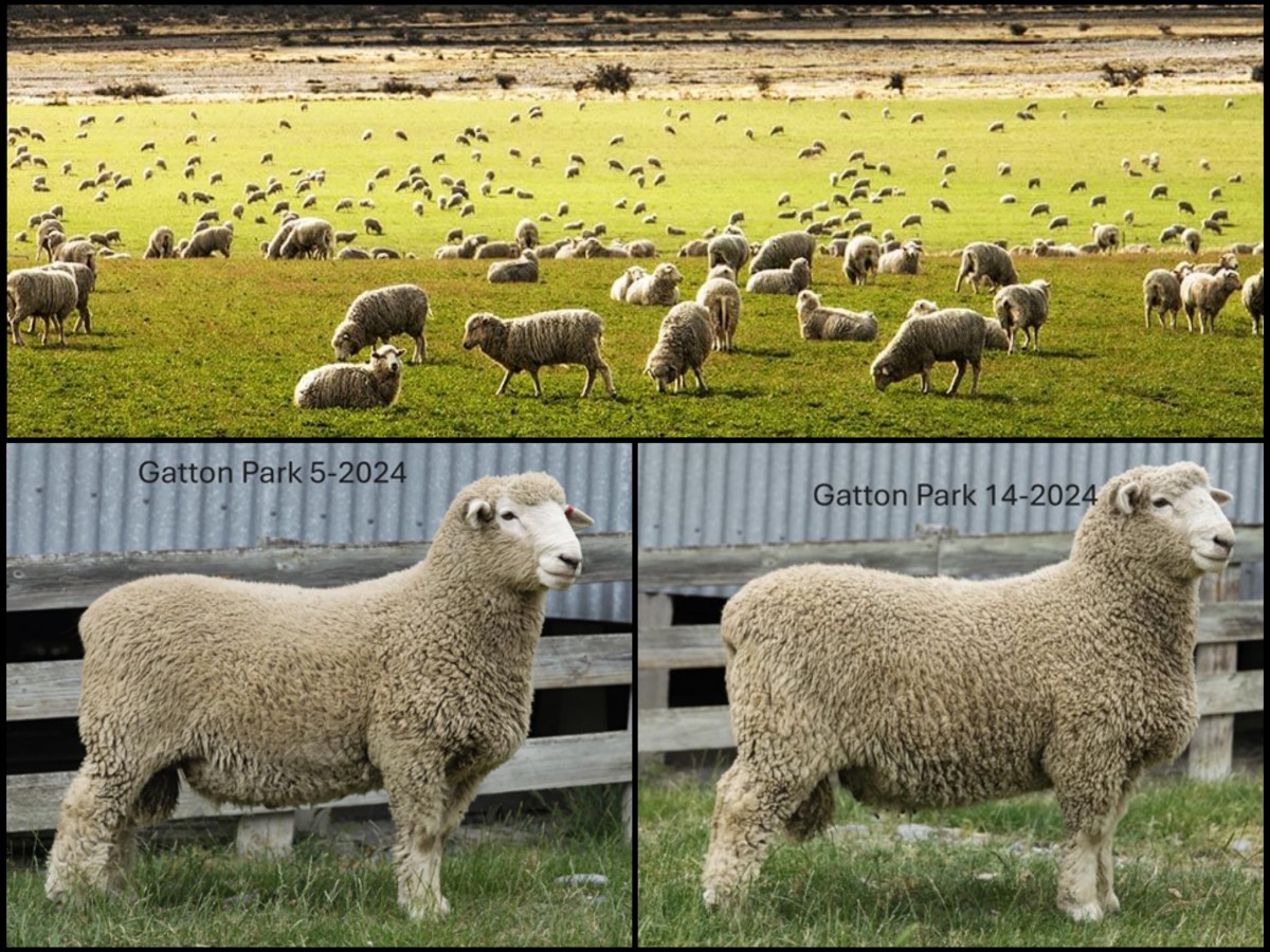 Genética ovina neozelandeza llega a la región