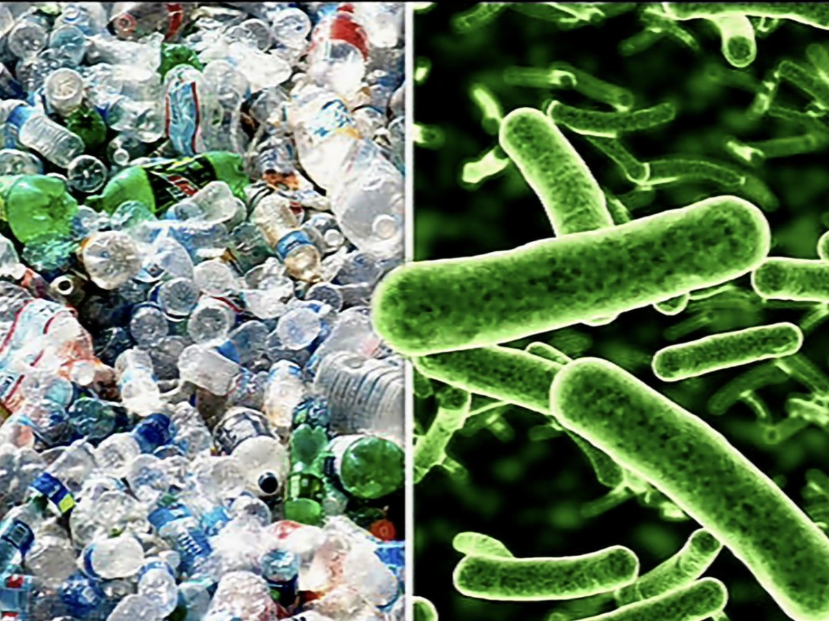 Bichitos que transforman residuos, pero en el Caribe