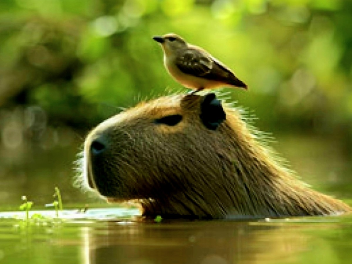 Trabajan en una ley para conservar la fauna silvestre