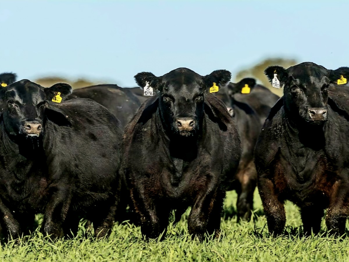 Algunos tips para entender el precio de la carne