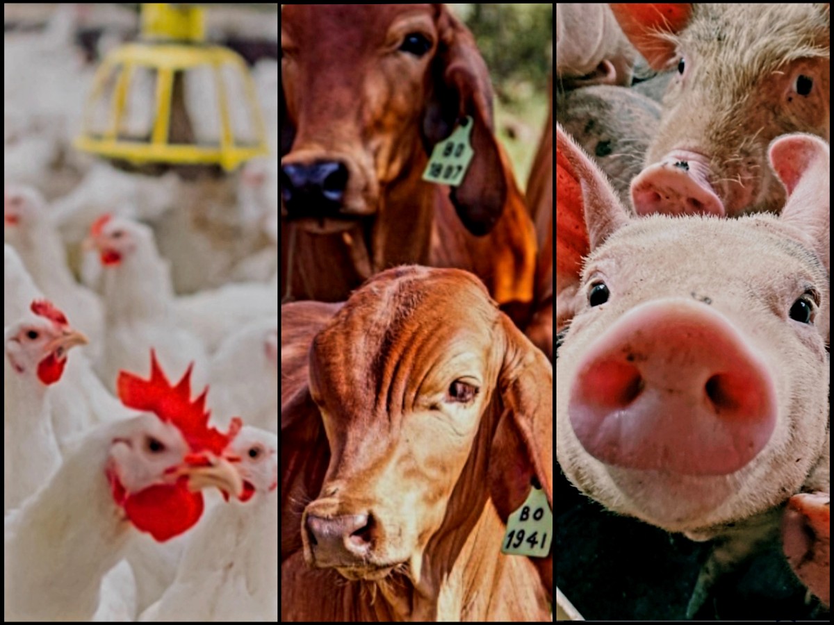 Actividad avícola, bovina y porcina en Entre Ríos