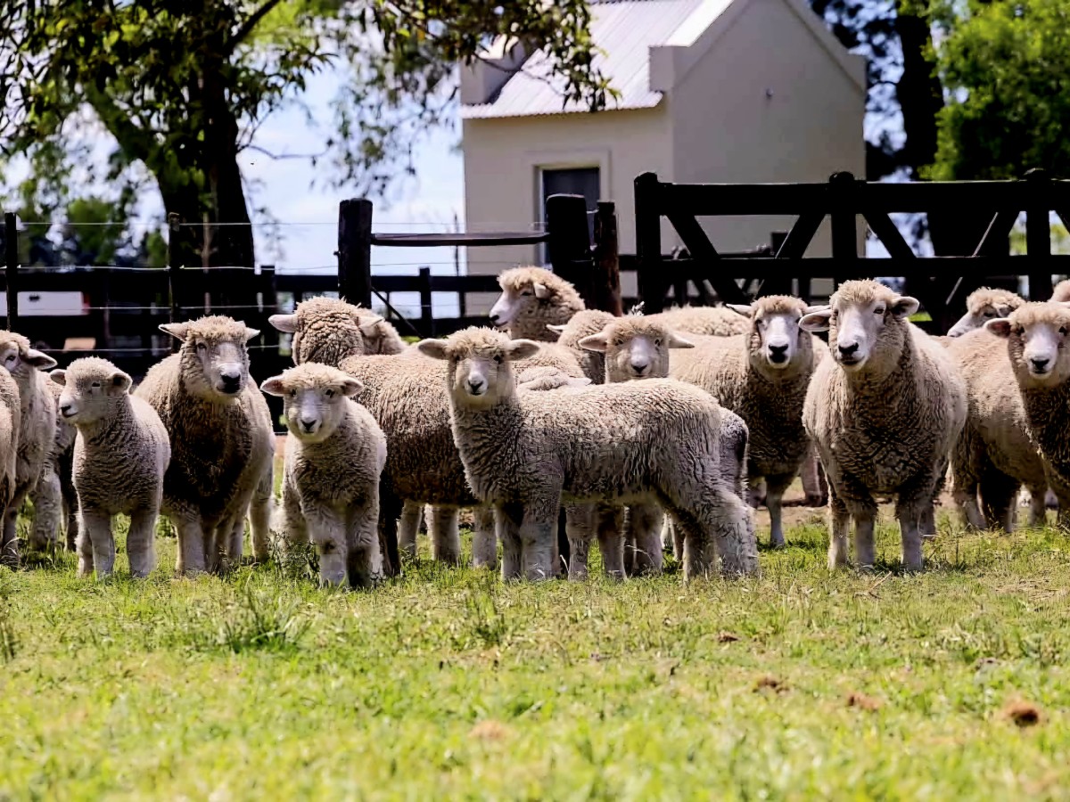 La cadena ovina cuenta con soporte académico