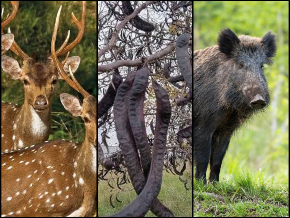 Buscan equilibrio entre ambiente y producción